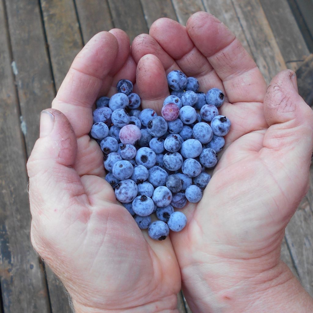 blueberries